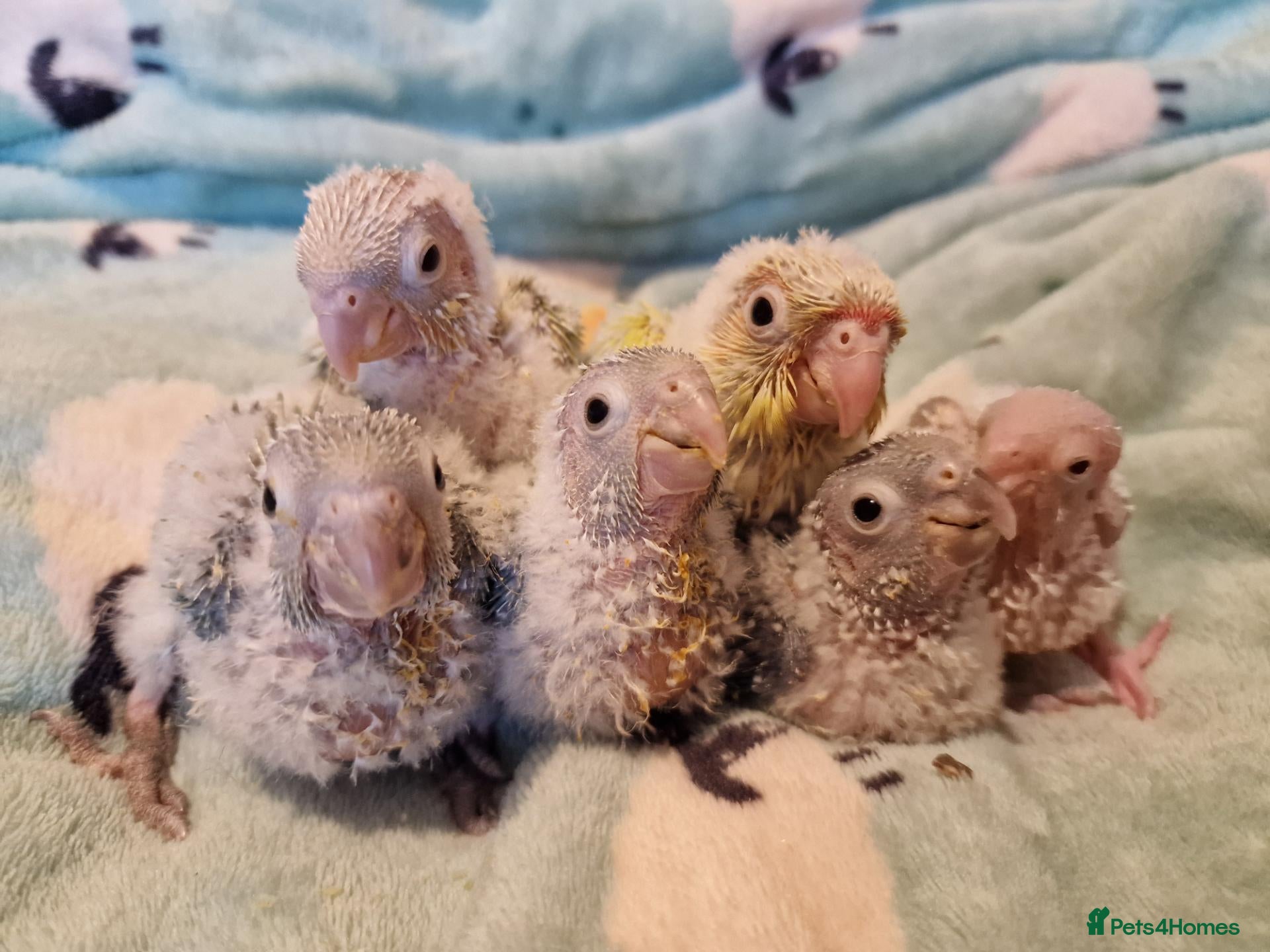 Conures birds Adorable fully hand reared conures  - Advert 1