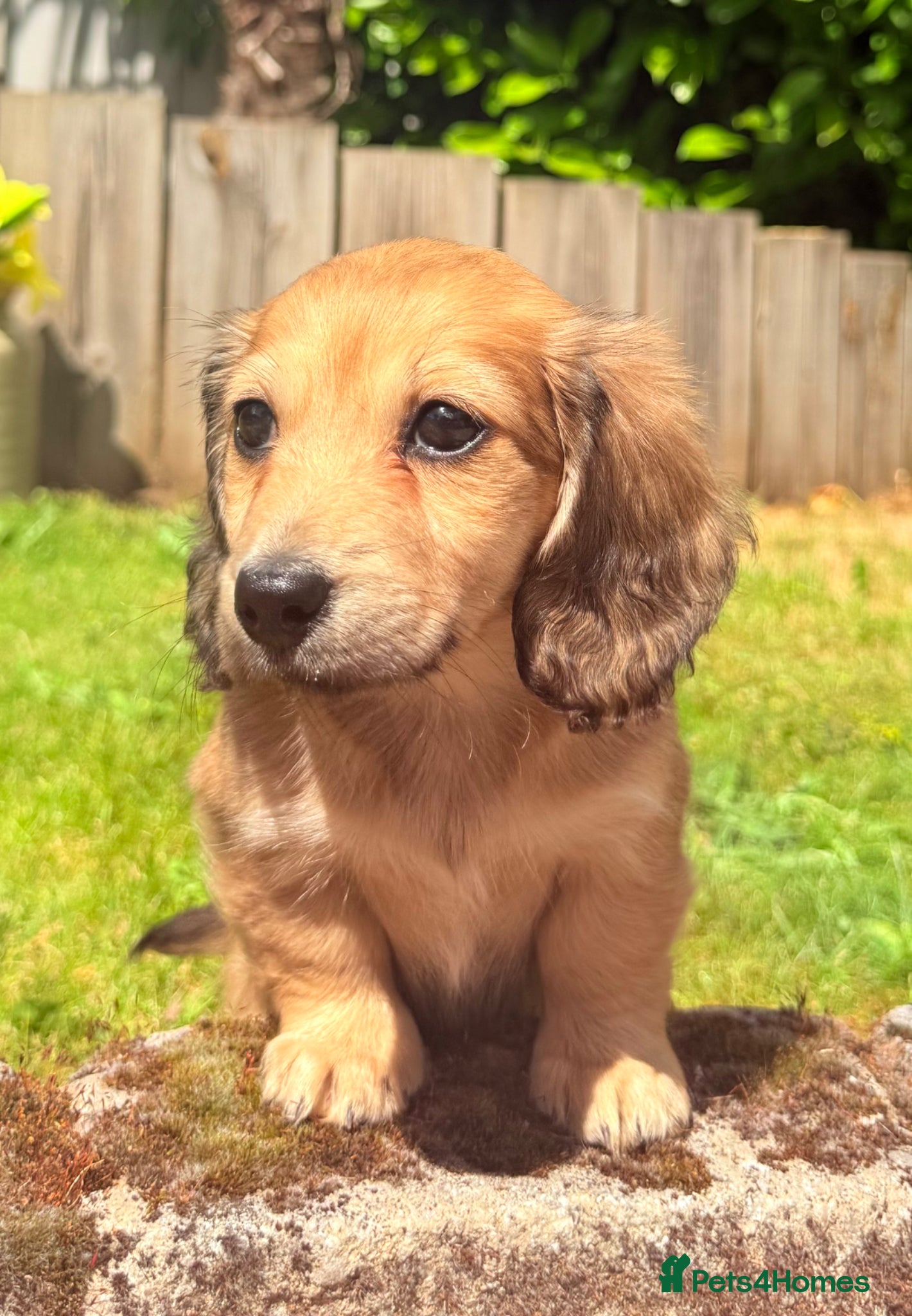 Miniature Dachshund dogs Long haired miniature dachshunds  - Advert 1