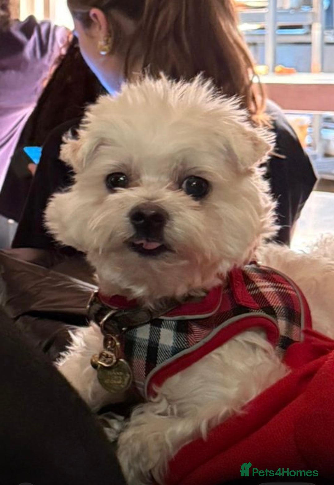 Maltese dogs for stud: LONDON Male for Breeding - STUD ❤️🐶  - Advert 8