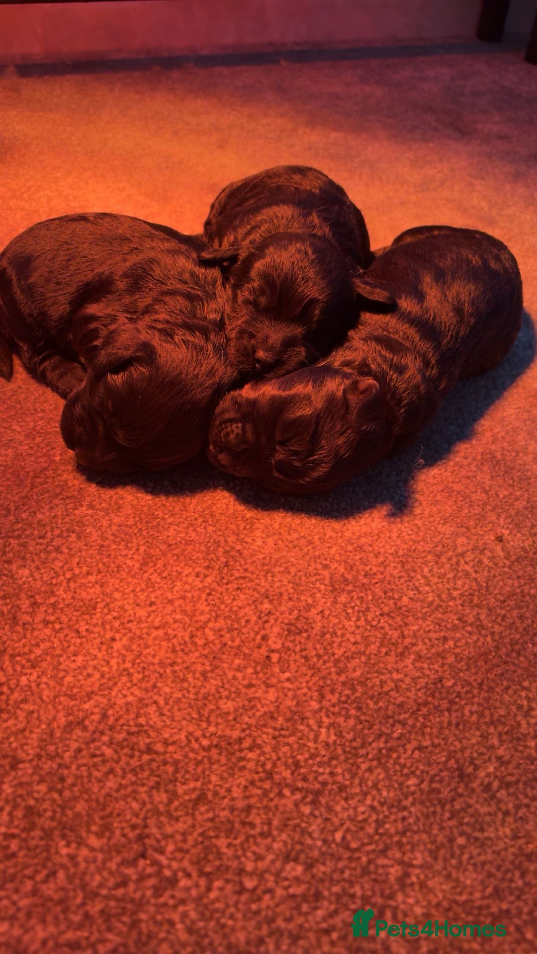 Cockapoo dogs for sale: Adorable f1 cockapoos - Advert 4