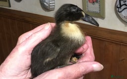 Ducks poultry for sale: Dutch Hookbill ducklings - Image 1