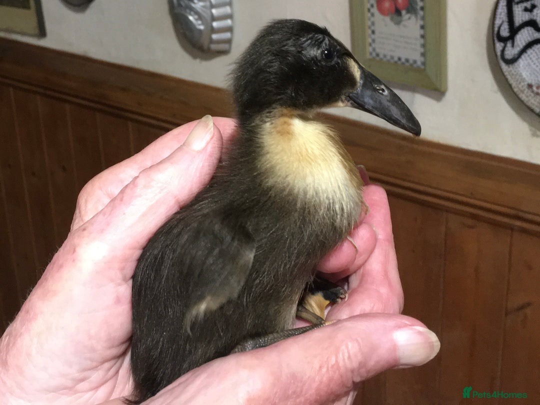 Ducks poultry for sale: Dutch Hookbill ducklings - Image 1