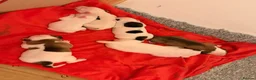 American Bulldog dogs for sale: American Bulldog Puppies in Bellshill - Advert 11