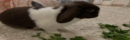 Mini Lop rabbits for sale: Pair of Gorgeous Bonded Pure Bred Mini Lop Bunnies in London - Advert 8