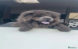 Chow Chow dogs for sale: Female chow chow  - Image 2