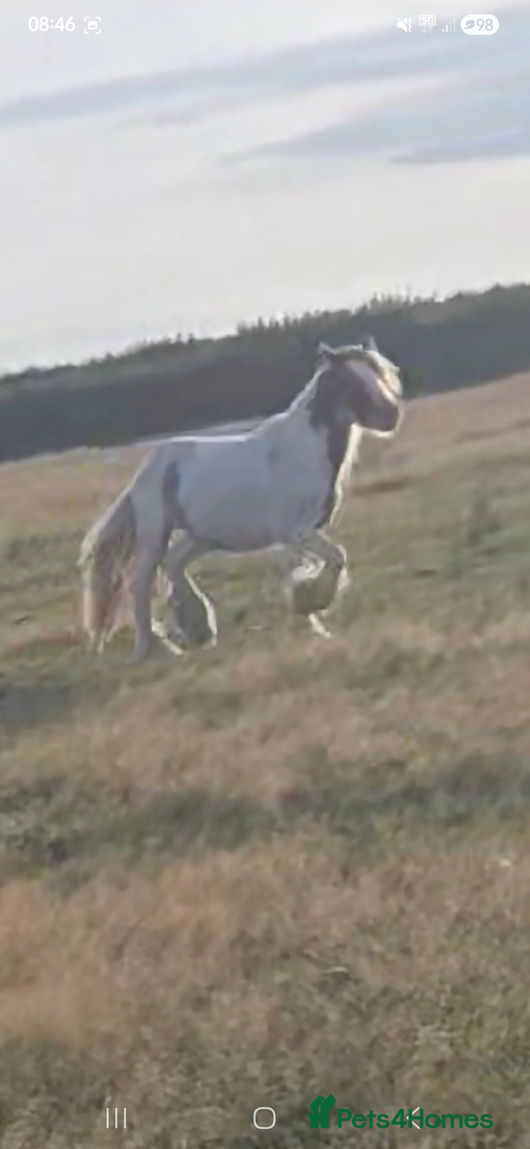 Other Breed horses for sale: Charlie - Advert 1