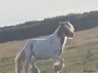 Other Breed horses Charlie - Advert 1