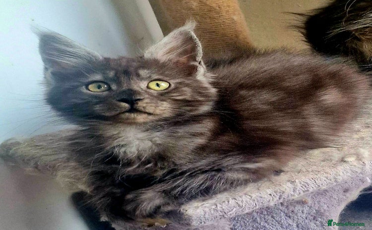 Maine Coon cats - Advert 2