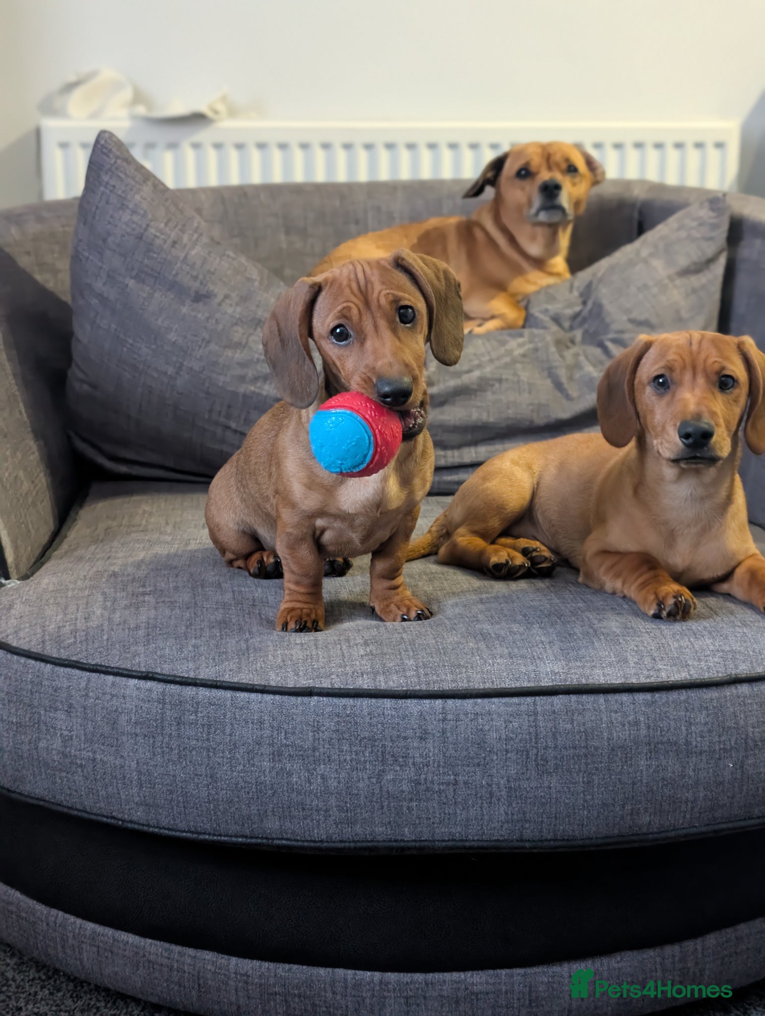 Mixed Breed dogs Dachshund x pug beautiful girl left - Advert 12