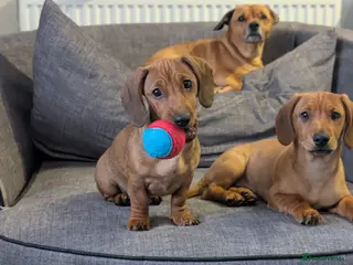 Mixed Breed dogs Dachshund x pug beautiful girl left - Advert 12