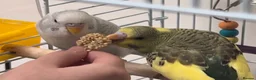 Budgerigars birds for sale: Friendly boy pair budgies with full setup! - Advert 9