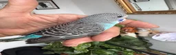 Budgerigars birds for sale: Budgies for sale - Advert 2