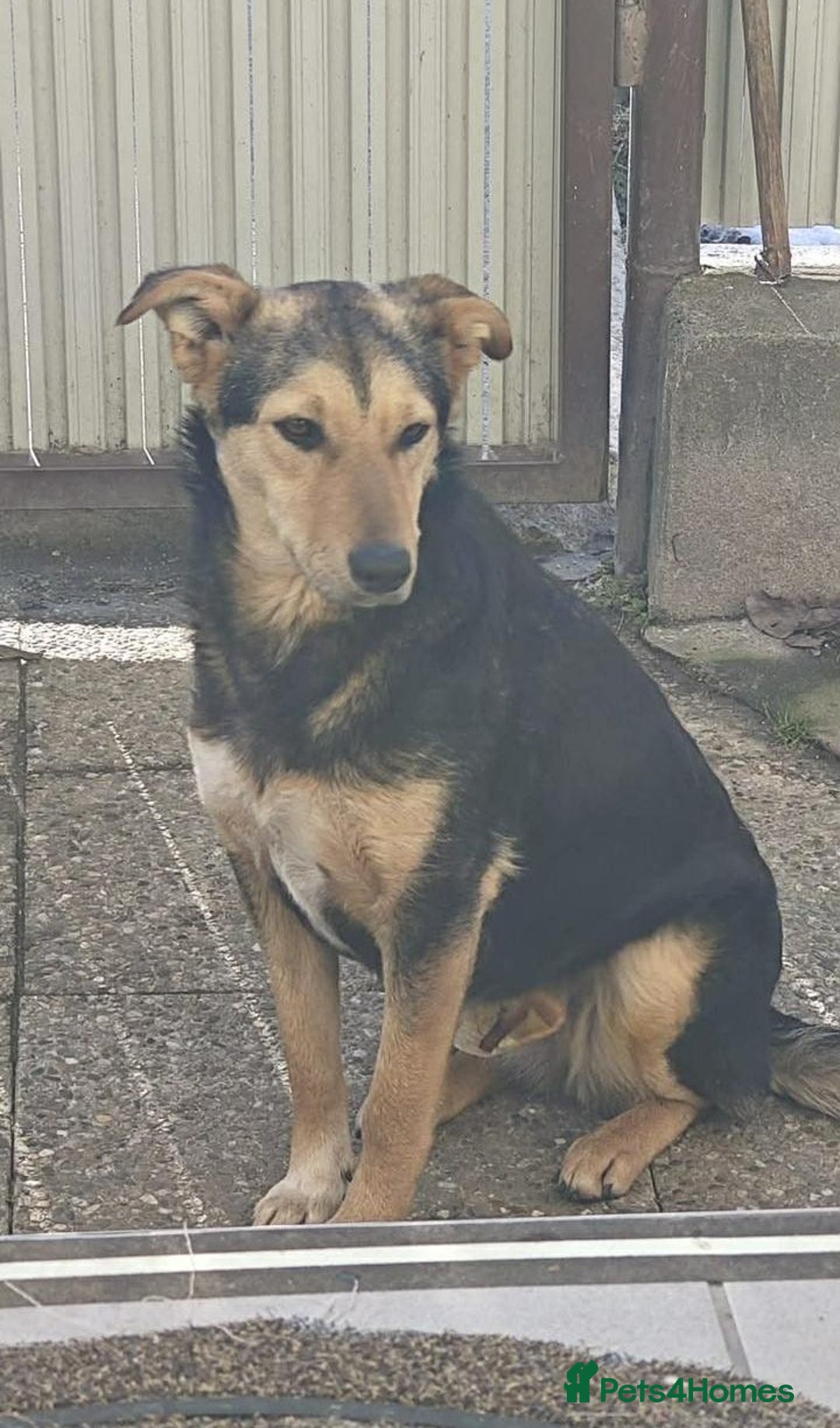Mixed Breed dogs for adoption: LARISA - a gentle&beautiful girl for a Loving Home - Advert 14