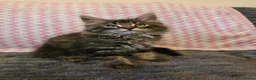 Maine Coon cats for sale: Gorgeous, sociable maine coon kittens  - Advert 8