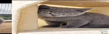 British Shorthair 1