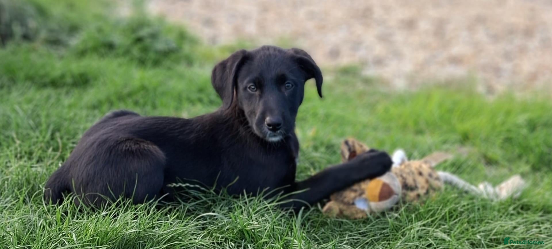 Borador dogs Gorgeous Borderdor Pups one left - Advert 5