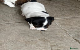 Jack Russell dogs for sale: Jack Russell Puppies  - Image 14