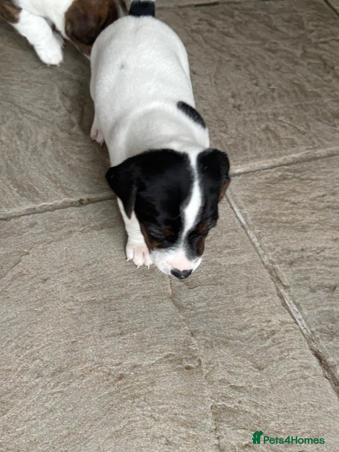 Jack Russell dogs for sale: Jack Russell Puppies  - Image 14