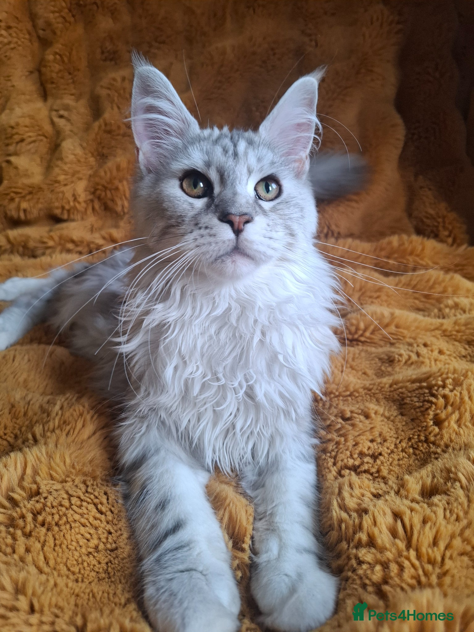 Maine Coon cats Tica Registered Maine Coon Kittens - Advert 4