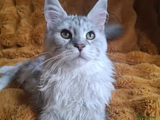 Maine Coon cats Tica Registered Maine Coon Kittens - Advert 1