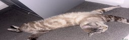 Mixed Breed cats for sale: Snowy needs Rehoming  - Advert 5