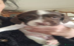English Springer Spaniel dogs for sale: Beautiful Litter of English Springer Spaniels  - Image 8