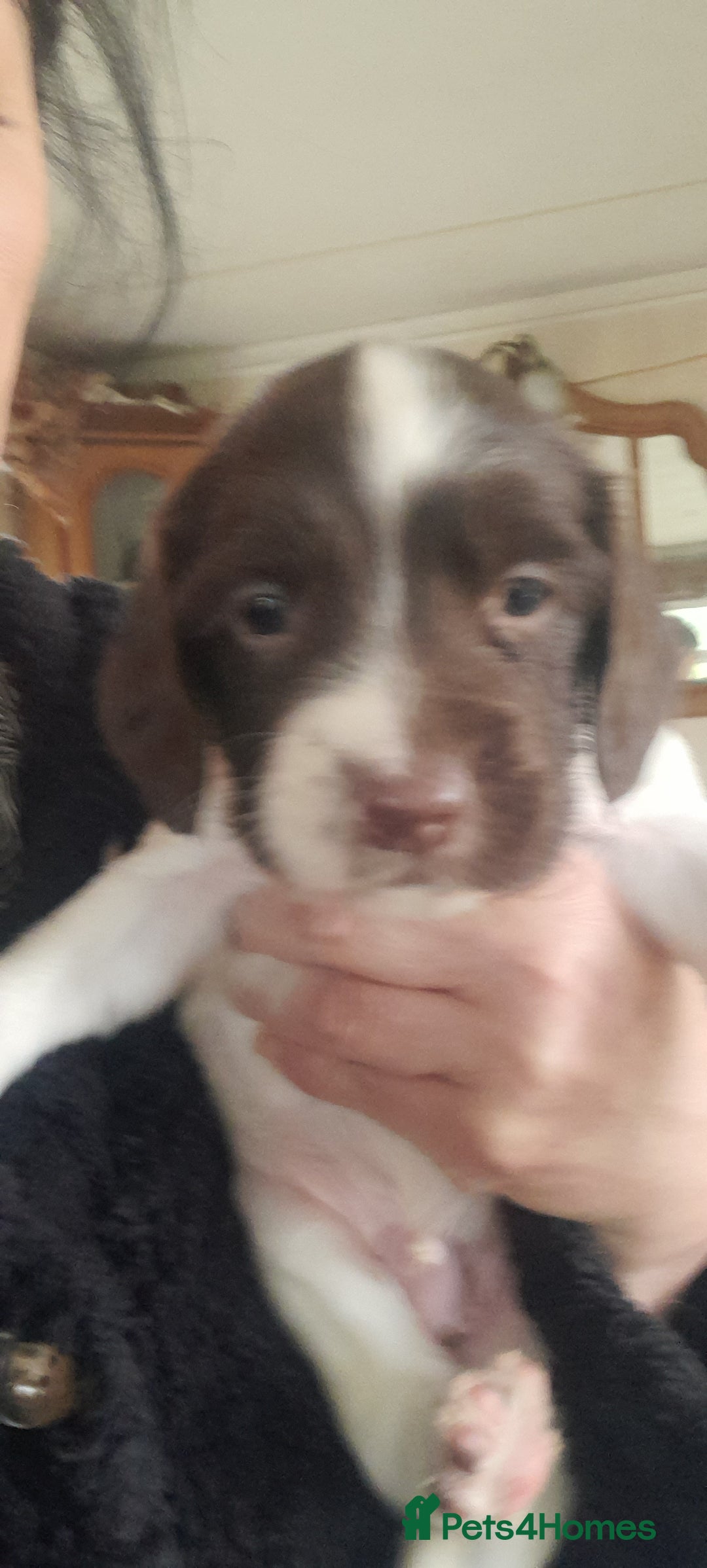 English Springer Spaniel dogs for sale: Beautiful Litter of English Springer Spaniels  - Image 8