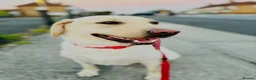 Labrador Retriever dogs for sale: Two Labradors looking for their forever home in Liverpool - Advert 7