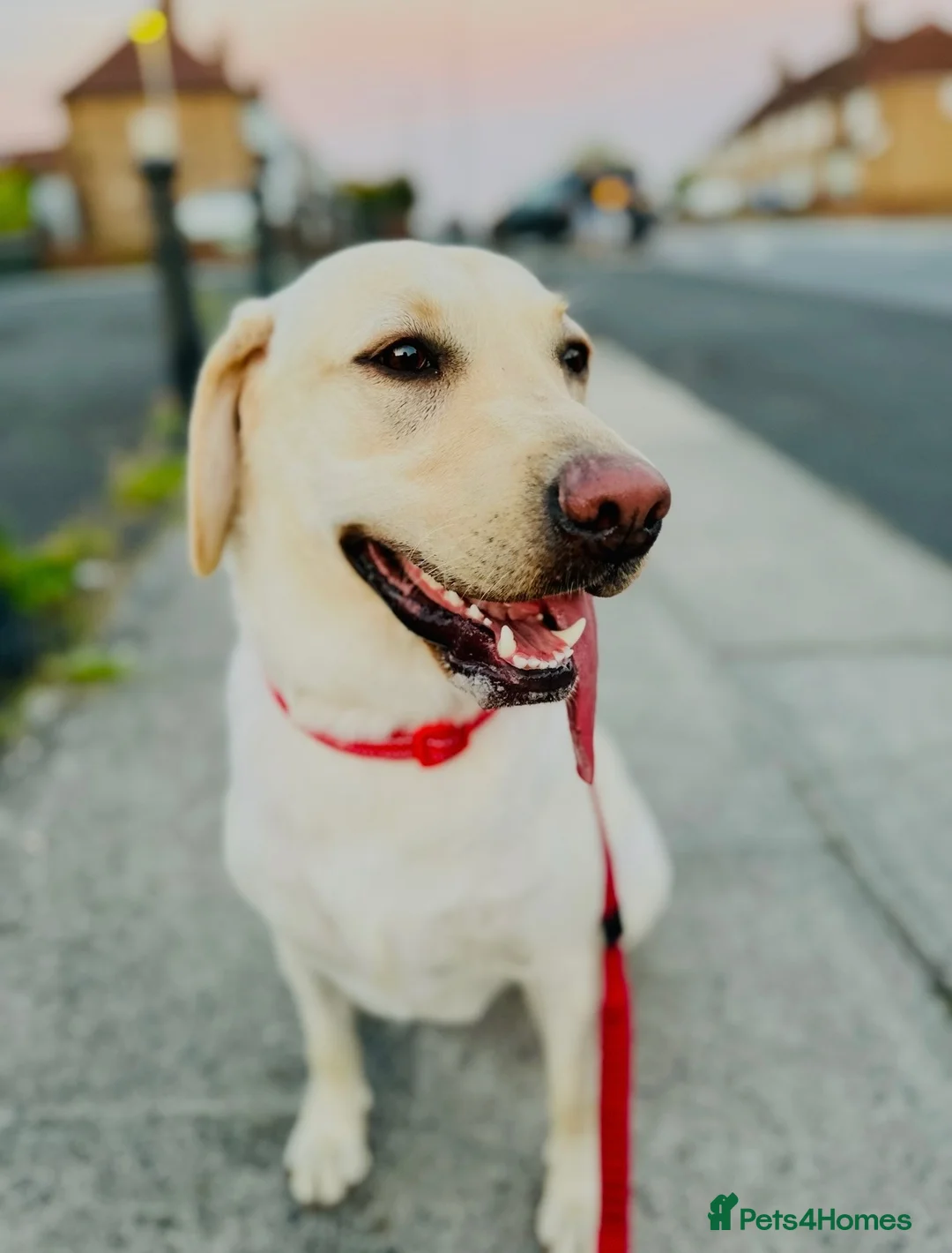 Labrador Retriever dogs for sale: Two Labradors looking for their forever home in Liverpool - Advert 7
