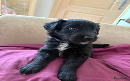 Mixed Breed dogs for sale: 5 Stunning Border Retrievers  - Image 5