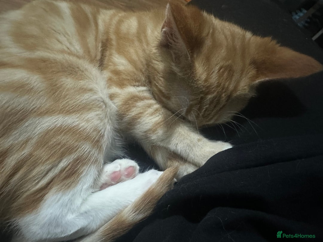 Ragdoll cats for sale: male kitten ragdoll cross bengal x  - Advert 9