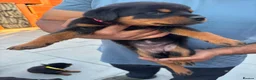 Rottweiler dogs for sale: Fazal  - Advert 18