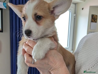 Welsh Corgi Pembroke dogs Pembs corgi pups DNA clear DM,eic, Vwd ,pra - Advert 5