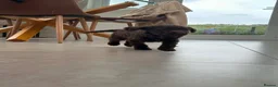Cockapoo dogs for sale: Miniature F1 Cockapoo Puppies - Advert 3