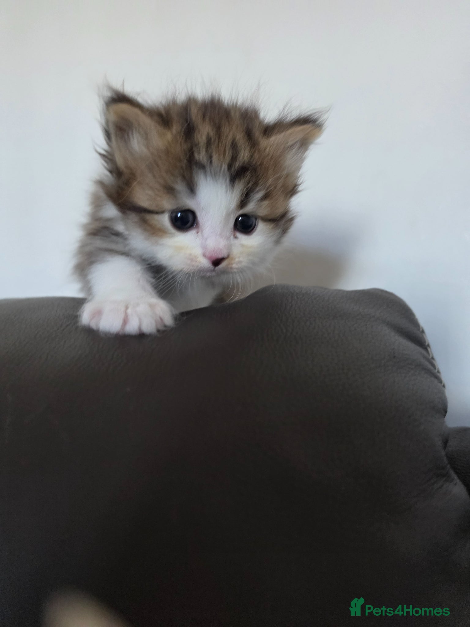 Siberian cats Pure gorgeous Siberian Kittens - Advert 2