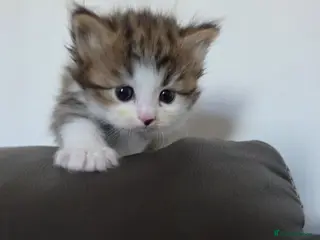 Siberian cats Pure gorgeous Siberian Kittens - Advert 2