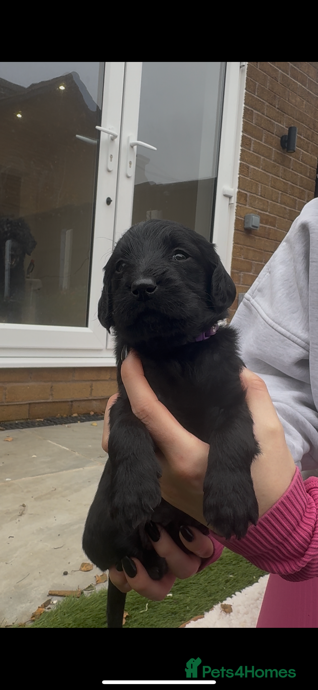 Labradoodle dogs for sale: Labradoodles  - Image 2
