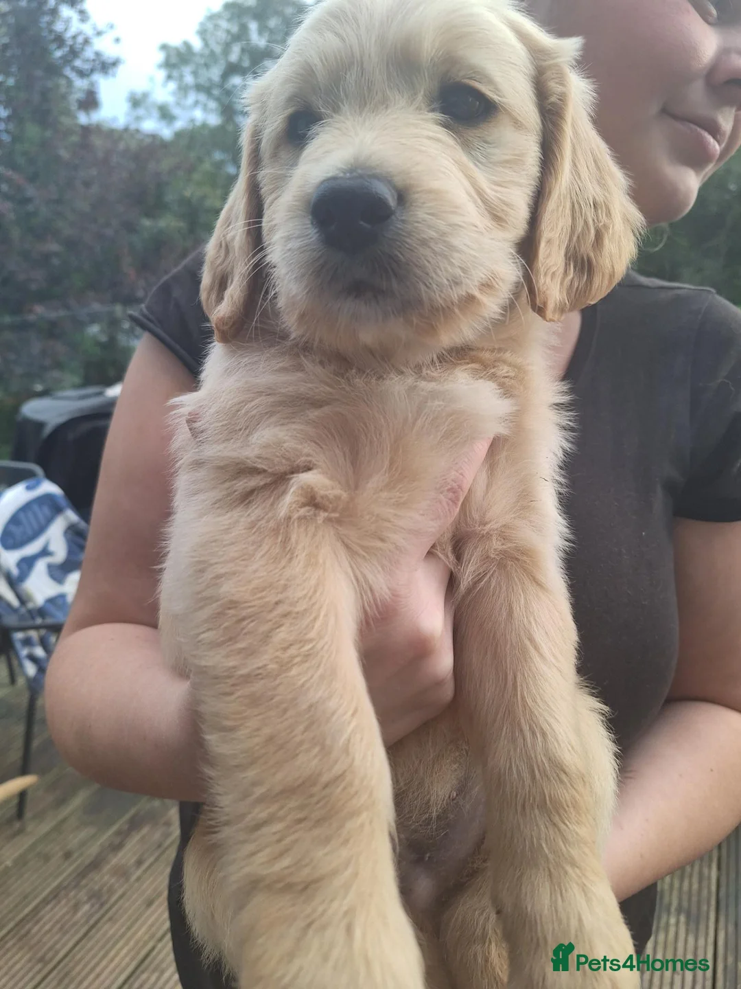 Mixed Breed dogs for sale: One last little boy - Advert 2