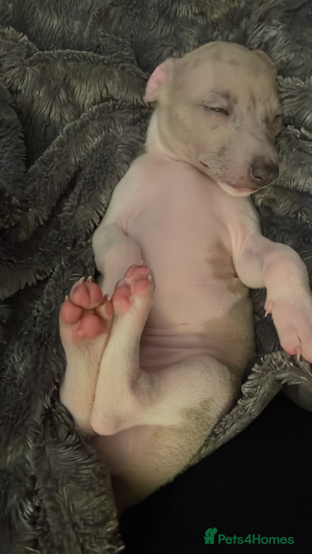 Whippet dogs for sale: Whippet pups  - Image 8