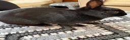 Netherland Dwarf rabbits for sale: Baby rabbits  - Advert 14