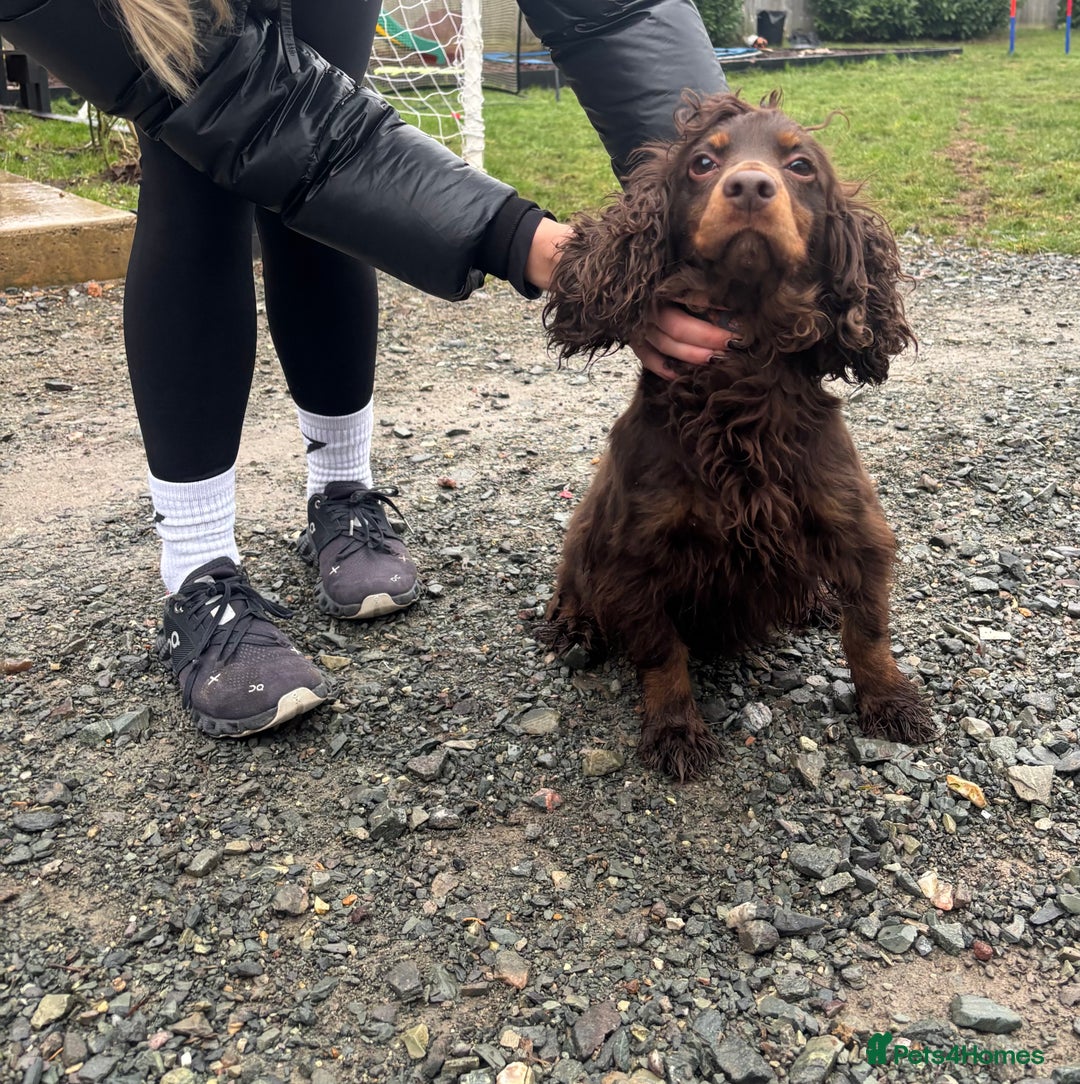 Cocker Spaniel dogs for sale: Bella needs a new home  - Advert 3