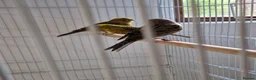 Canaries birds for sale: Fife + Opal Agage + Lizard Canaries - Advert 19