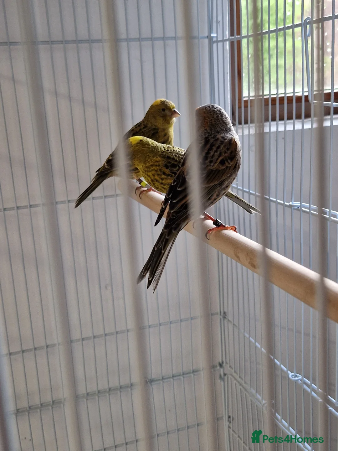 Canaries birds for sale: Fife + Opal Agage + Lizard Canaries - Advert 19