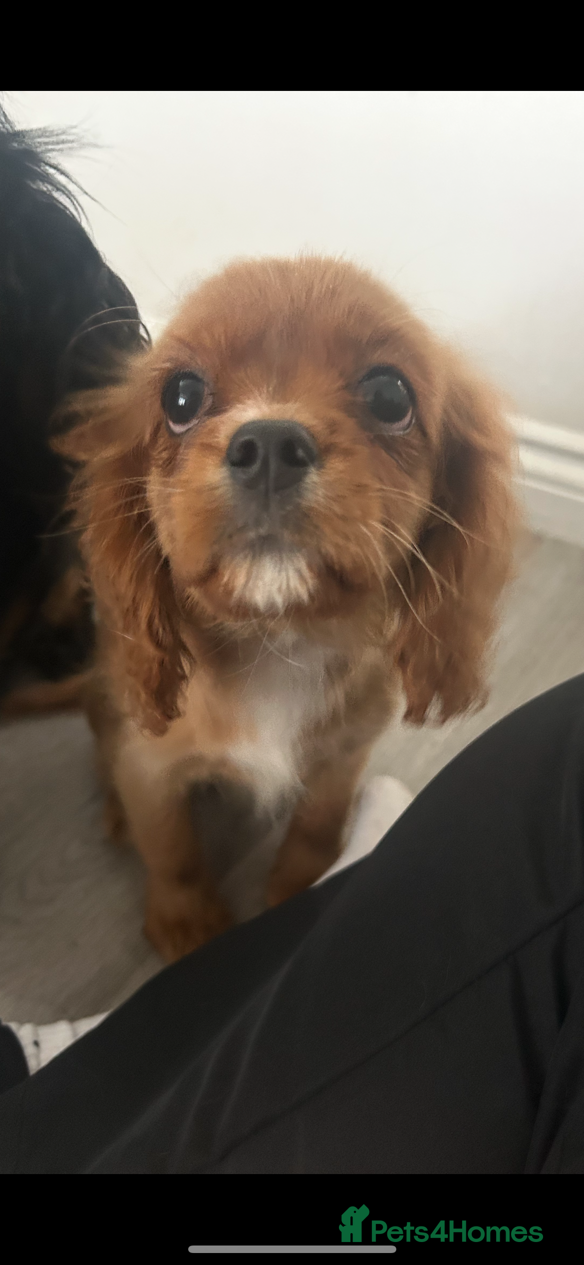 Cavalier King Charles Spaniel dogs 5 months old Ruby female fully vaccine - Advert 12