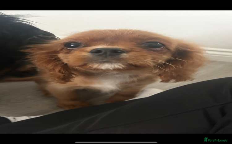 Cavalier King Charles Spaniel dogs - Advert 3