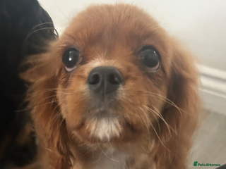 Cavalier King Charles Spaniel dogs Ruby female fully vaccinated ready now - Advert 17