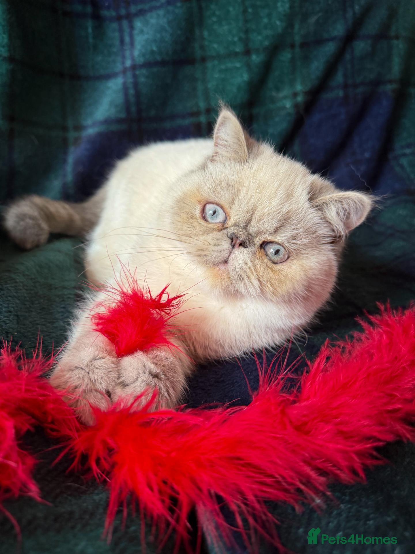 Exotic cats Blue eyed Colourpoint Persian Exotics  - Advert 2
