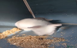 Mixed Breed rabbits for sale: Baby rabbits  - Image 3