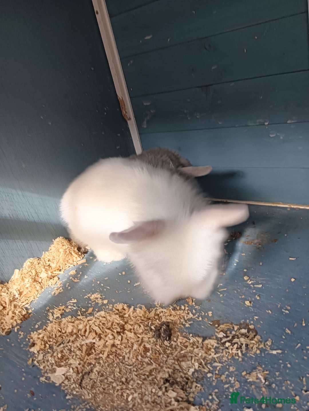 Mixed Breed rabbits for sale: Baby rabbits  - Image 3