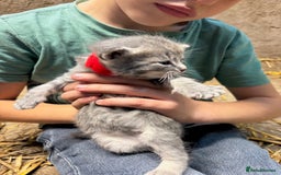 British Shorthair cats for sale: Beautiful litter of adorable kittens - Image 18